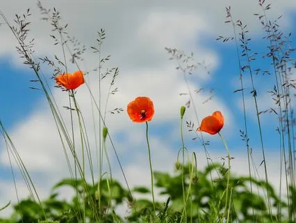 Daily Magic For Peace | #103 | Best Of | Your Headphones