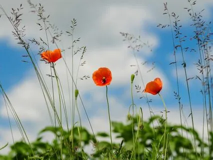 Daily Magic For Peace | #107 | Your Heart