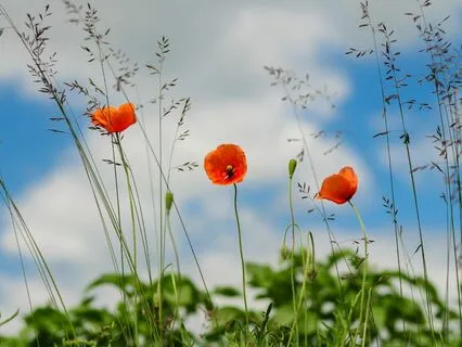 Daily Magic For Peace | #111 | A Globe