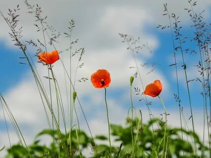 Daily Magic for Peace | #83 | A Kite