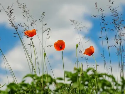 Daily Magic for Peace | #84 | A Sprig of Rosemary