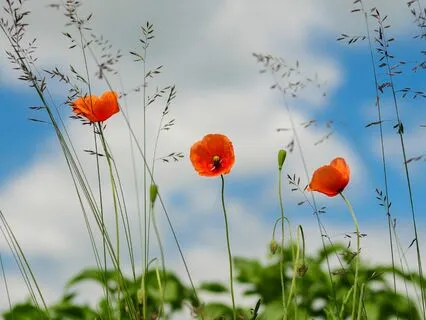 Daily Magic for Peace | #85 | A Vyshyvanka