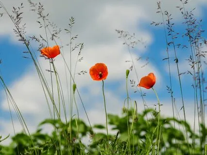 Daily Magic For Peace | #86 | A Green Candle