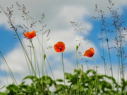 Daily Magic For Peace | #95 | A Journal & A Pearl