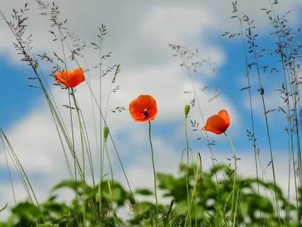 Daily Magic For Peace | #98 | Yellow & Blue Candles