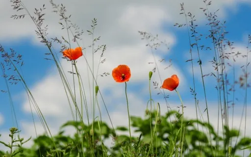 Daily Magic For Peace | #15 | A Flower