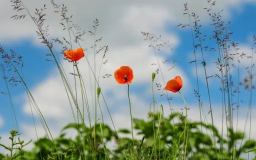 Daily Magic For Peace | #41 | A Flower