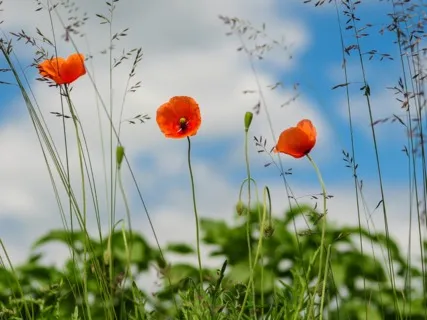 Daily Magic For Peace | #51 | A Piece Of Paper