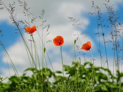 Daily Magic For Peace | #54 | A Band-Aid