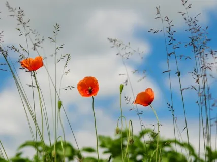 Daily Magic For Peace | #55 | Your Heart