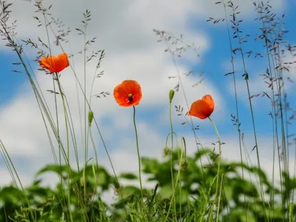 Daily Magic For Peace | #56 | A Blue And A Yellow Crayon