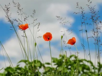 Daily Magic For Peace | #57 | Your Body