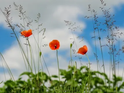 Daily Magic For Peace | #58 | A Journal