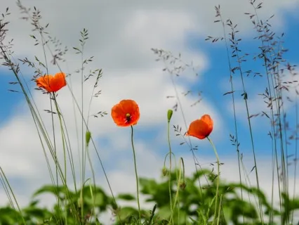 Daily Magic For Peace | #59 | A Family Item