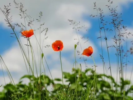 Daily Magic For Peace | #60 | A Bowl Of Rice