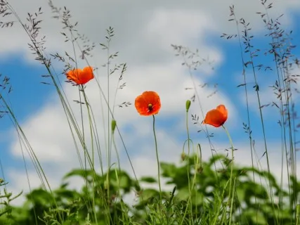 Daily Magic For Peace | #61 | A Rainbow