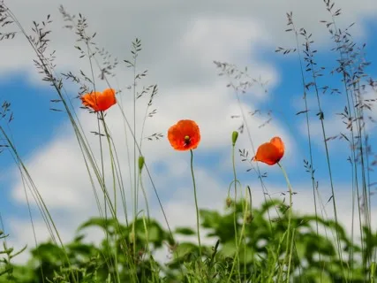 Daily Magic For Peace | #63 | A Balloon