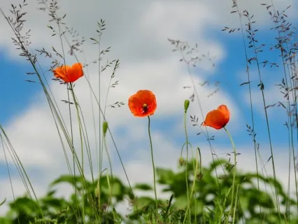 Daily Magic For Peace | #64 | A Map & A Piece Of Paper