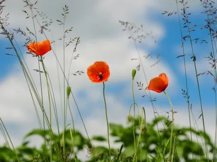 Daily Magic For Peace | #65 | A Bowl Of Stones