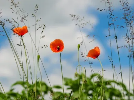 Daily Magic For Peace | #66 | A Bowl Of Water 