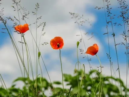 Daily Magic For Peace | #67 | A Sock