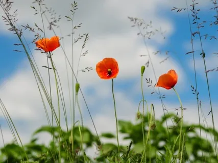 Daily Magic For Peace | #68 | Your Headphones