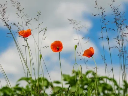  Daily Magic For Peace | #69 | A Spoon