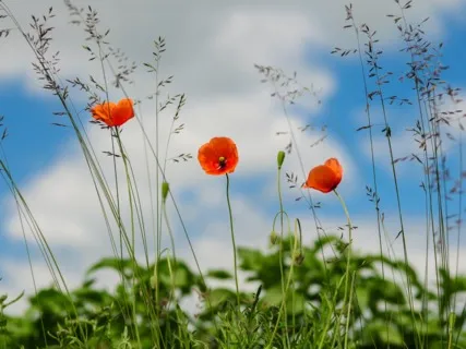 Daily Magic For Peace | #70 | Your Breath