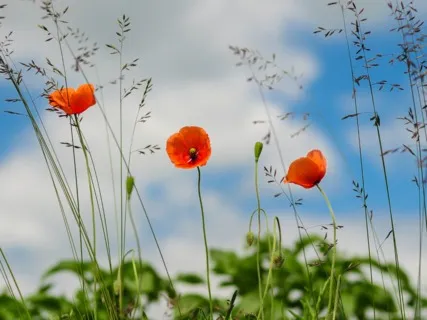 Daily Magic For Peace | #71 | A Blanket