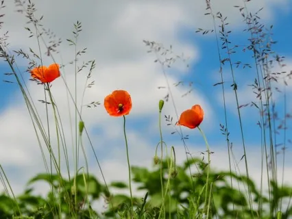 Daily Magic For Peace | #72 | A Crystal