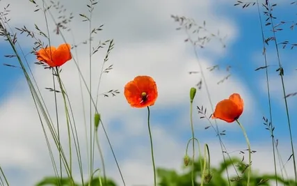 Daily Magic For Peace | #73 | An Empty Bowl