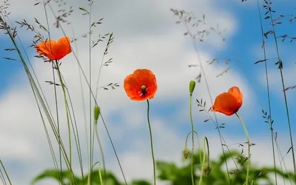 Daily Magic For Peace | #74 | The Night Sky