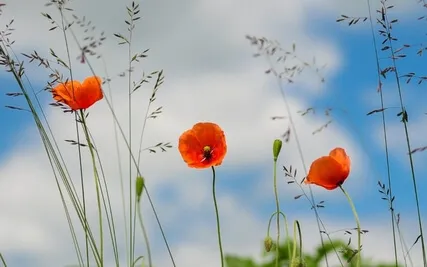 Daily Magic For Peace | #75 | A Sunflower