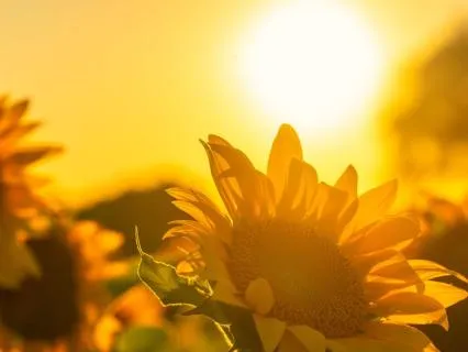Daily Mediation: A Moment Of Gratitude
