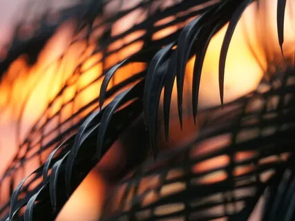 Cleanse & Protect Your Energy Field: Divine Golden & White Light to Heal & Purify