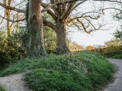 Daily Message & Reiki Flow - Akashic Stargate