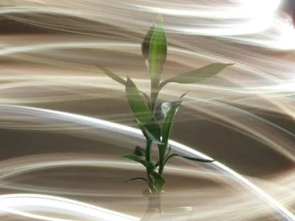 Daily Message & Reiki Flow - Alert! Intuition Growth Spirit