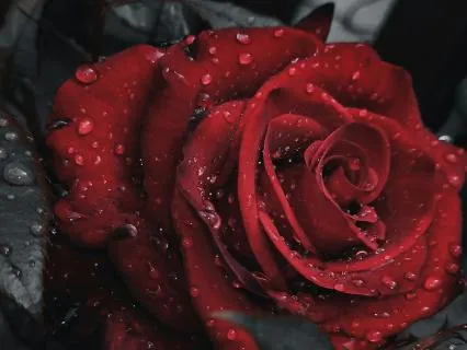 Daily Message & Reiki Flow - Celestial Rose Of Ma