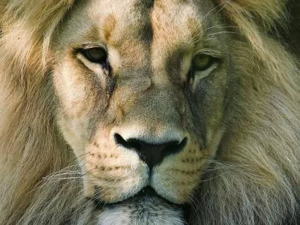 Daily Message & Reiki Flow - Don't Let Pride Get In Your Way