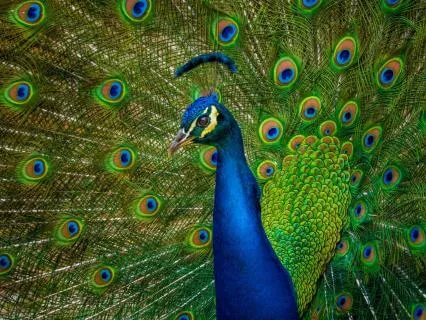 Daily Message & Reiki Flow-Don't Let Pride Get In The Way II