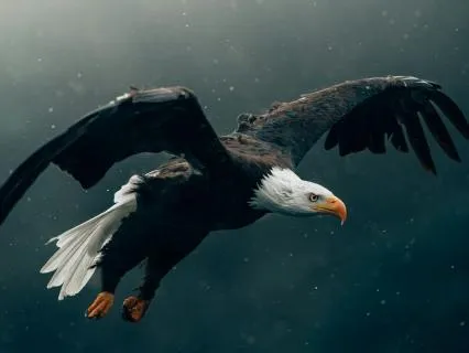 Daily Message & Reiki Flow - Eagle