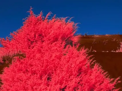 Daily Message & Reiki Flow - Flame Tree II