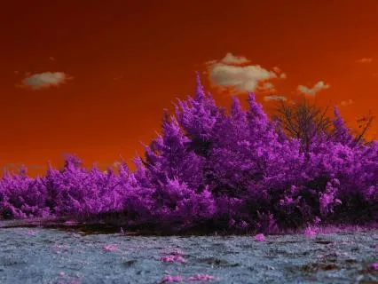 Daily Message & Reiki Flow - Flame Tree III
