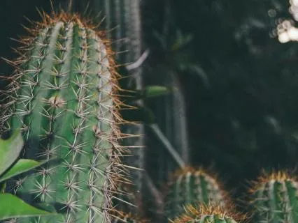 Daily Message & Reiki Flow - Horned Cactus