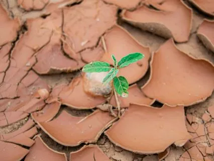 Daily Message & Reiki Flow - New Life II