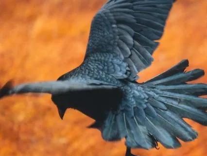 Daily Message & Reiki Flow - The Crow