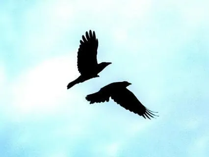 Daily Message & Reiki Flow - The Crowe II