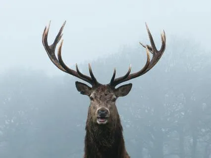 Daily Message & Reiki Flow - The Lion And The Deer II