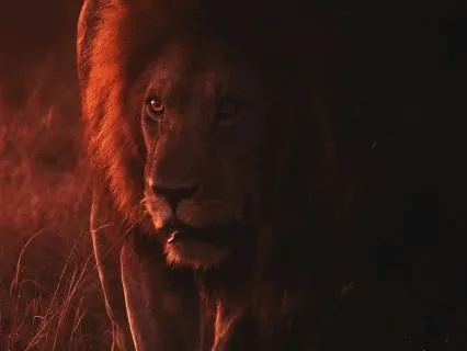 Daily Message & Reiki Flow - The Lion And The Deer III