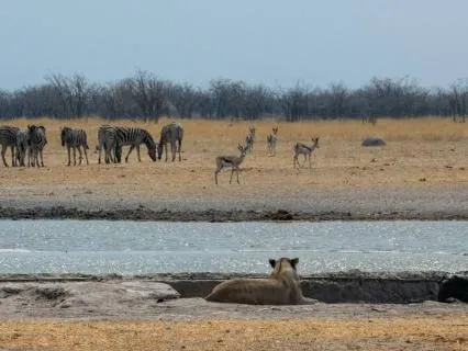 Daily Message & Reiki Flow - The Lion And The Deer